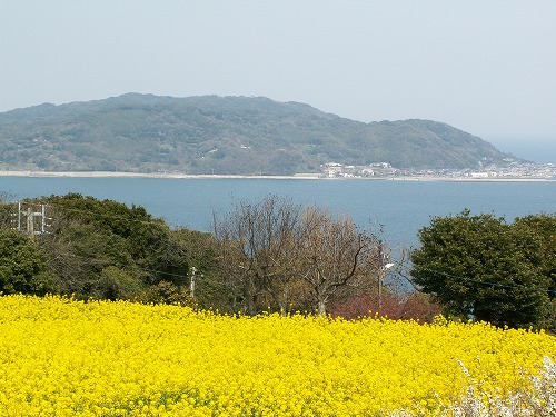菜の花8