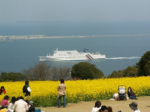 菜の花2