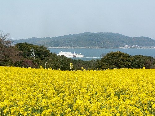 菜の花3