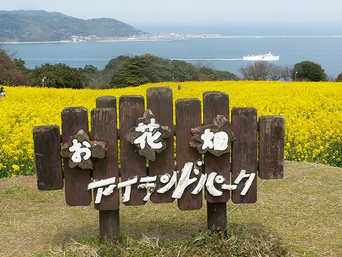 菜の花1