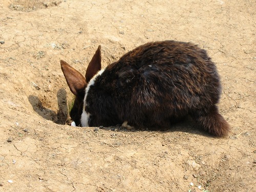 うさぎ24