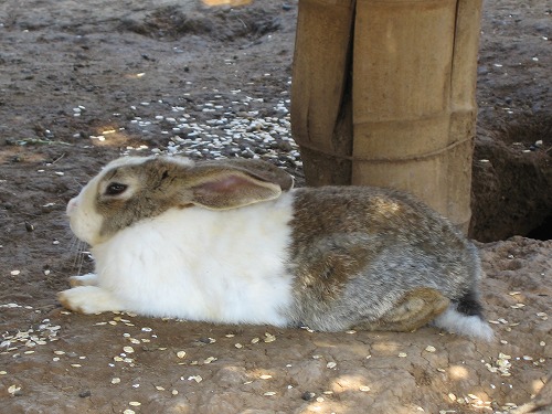 うさぎ27