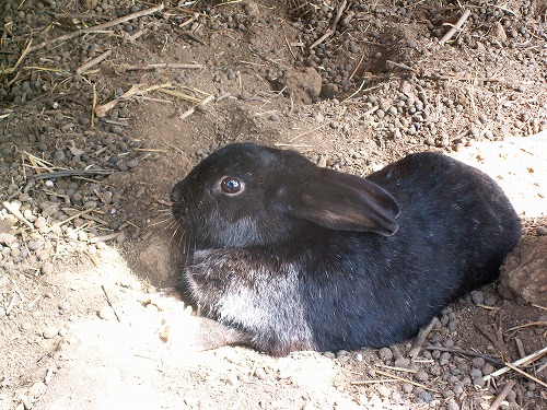 うさぎ4