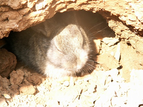 うさぎ9