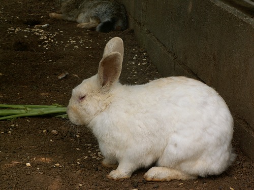 うさぎ12