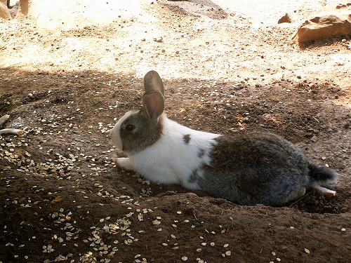 うさぎ19