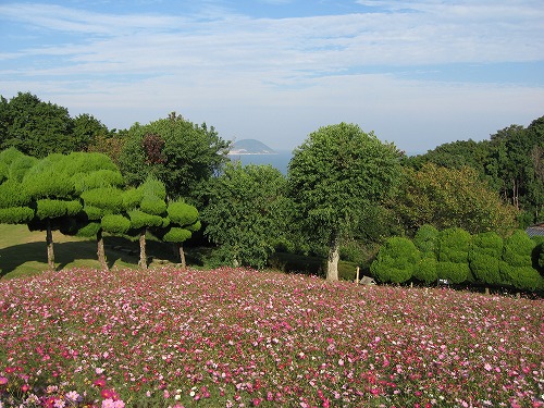 秋桜12
