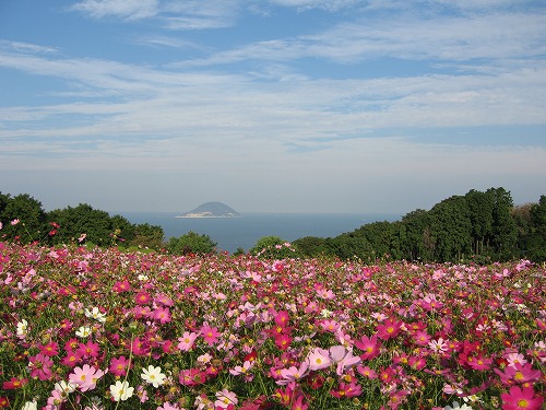 秋桜3