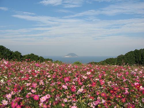 秋桜10