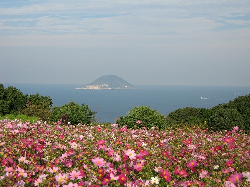 秋桜5