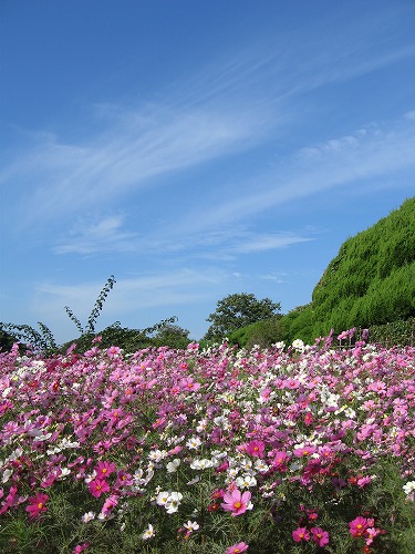 秋桜13