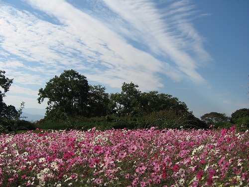 秋桜2