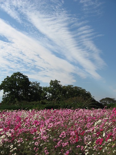 秋桜14