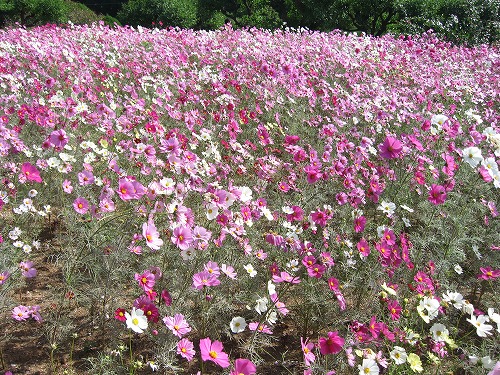 秋桜4