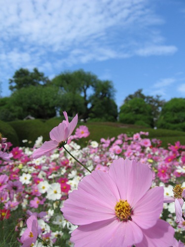 秋桜15