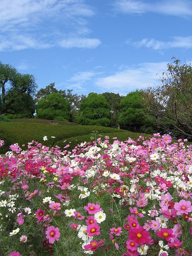 秋桜16