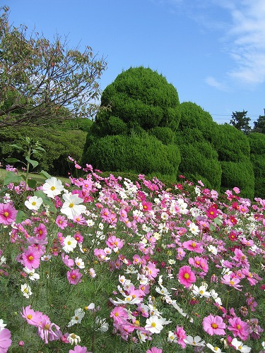 秋桜18