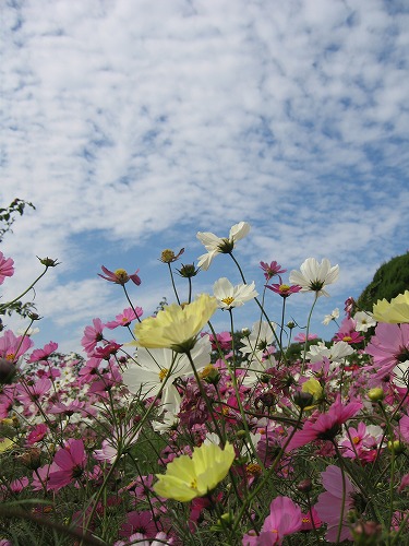 秋桜17