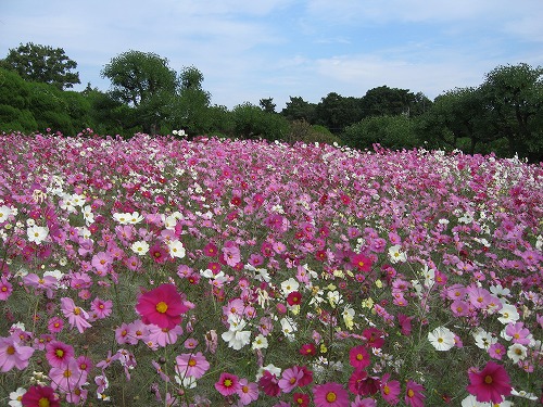 秋桜1