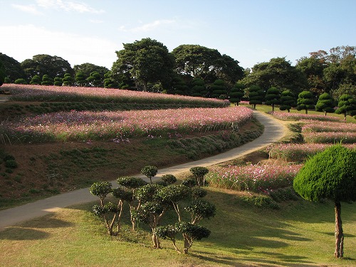 秋桜21