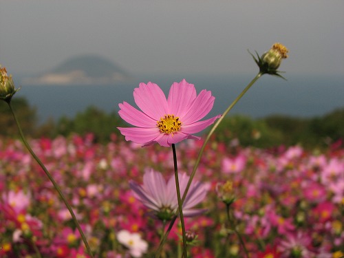 秋桜20