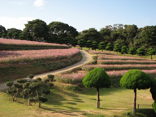秋桜24