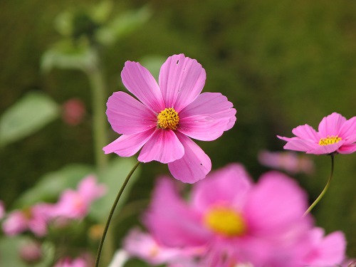 秋桜9
