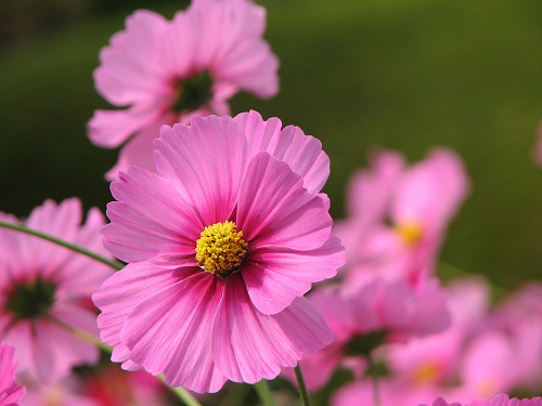 秋桜8