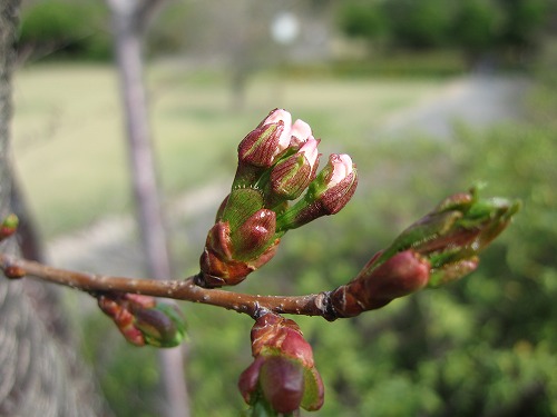 桜5
