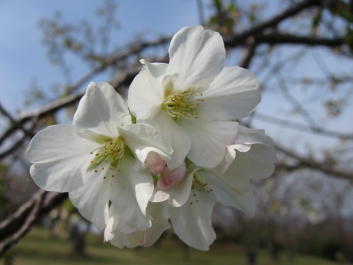 桜3