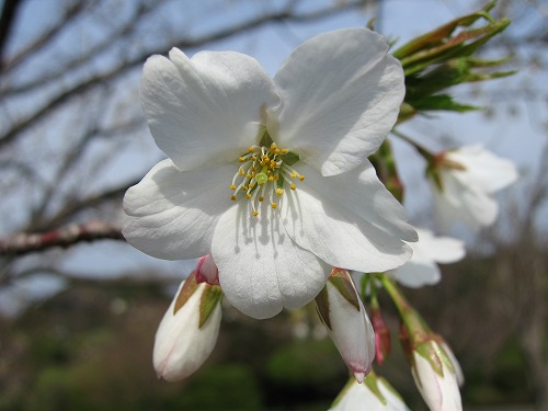 桜2