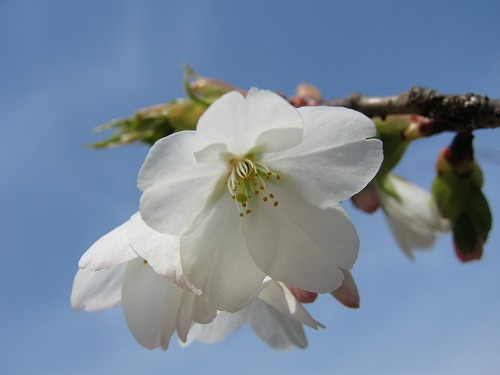 桜1