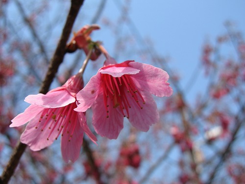 桜19
