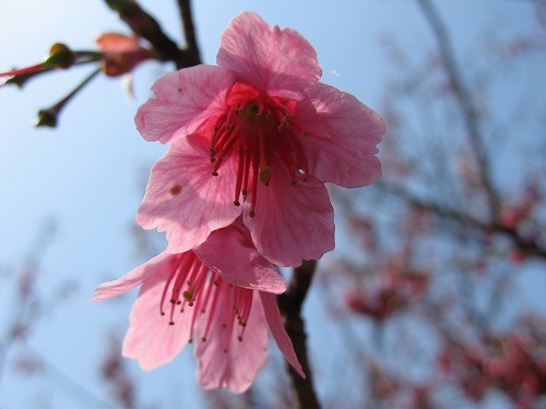 桜21