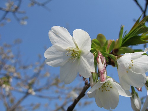 桜6
