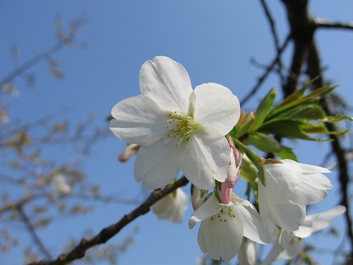 桜7