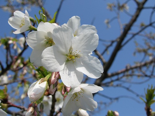 桜8