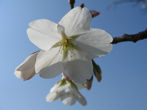 桜9