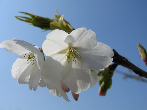 桜10