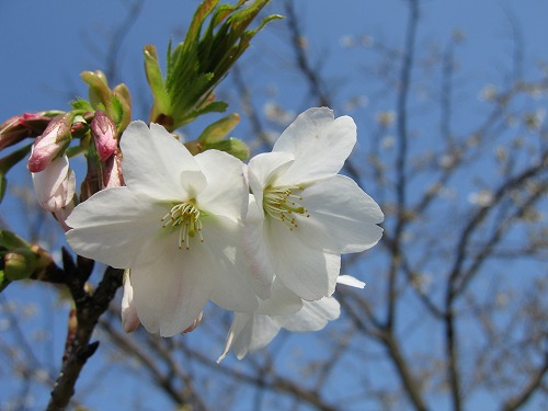 桜11