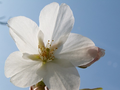 桜12