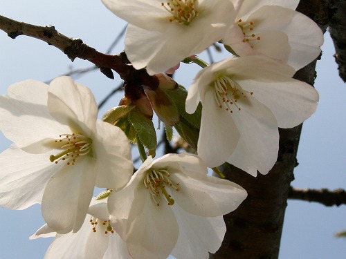 桜13