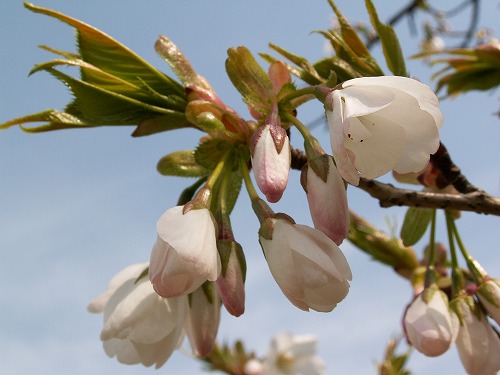 桜14