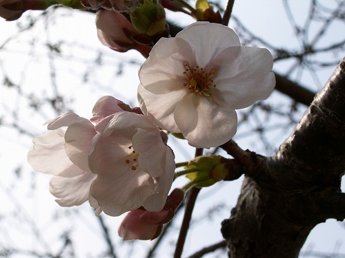 桜15
