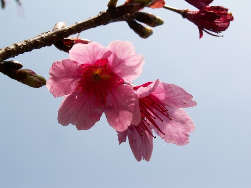 桜22