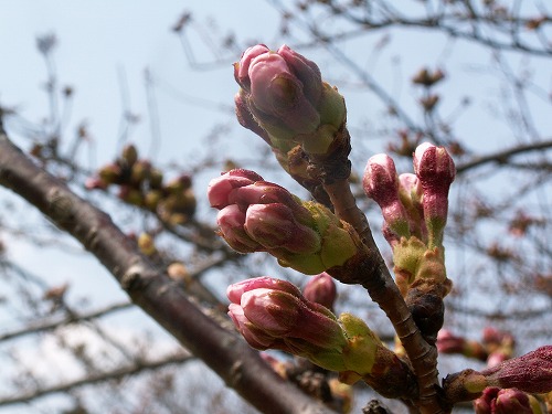 桜4