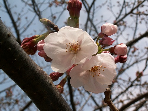 桜23