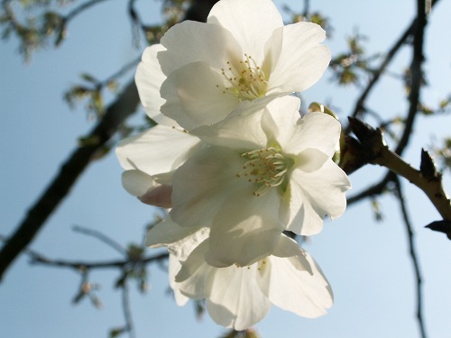 桜16