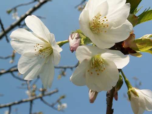 桜17