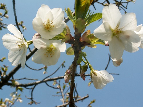 桜18